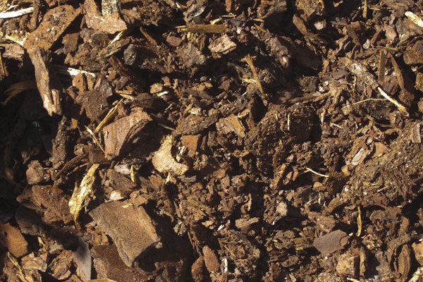Pine bark